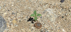 Salvia apiana