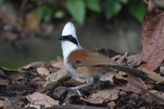 White-Crested Laughingthrush photo 4