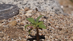 Salvia apiana