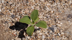 Salvia apiana
