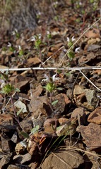 Acanthomintha lanceolata