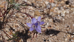Eriastrum eremicum eremicum