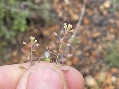 Lepidium virginicum menziesii