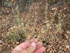 Lepidium virginicum menziesii