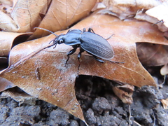 Carabus vinctus