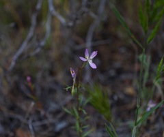 Clarkia modesta