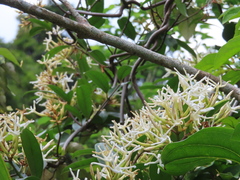 Anodendron benthamianum