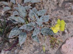 Chylismia claviformis lancifolia