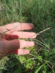 Eragrostis parviflora