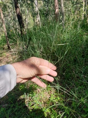 Eragrostis parviflora