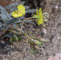Chylismia claviformis lancifolia