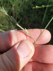 Eragrostis parviflora