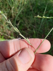 Eragrostis parviflora