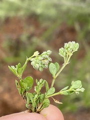 Polycarpon tetraphyllum tetraphyllum