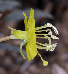 Chylismia claviformis lancifolia