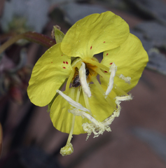 Chylismia claviformis lancifolia