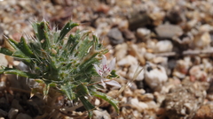 Loeseliastrum schottii