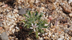 Loeseliastrum schottii