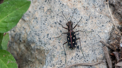 Calomera mindanaoensis