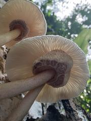 Leucoagaricus meleagris