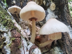 Leucoagaricus meleagris