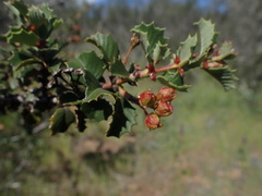 Ceanothus purpureus