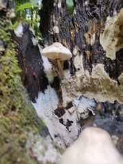 Leucoagaricus meleagris