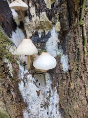 Leucoagaricus meleagris