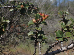 Ceanothus purpureus
