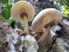 Leucoagaricus meleagris