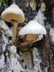 Leucoagaricus meleagris