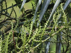 Calameae