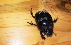 Dichotomius colonicus