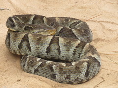 Bothrops moojeni