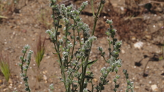Cryptantha muricata jonesii