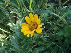 Balsamorhiza macrolepis