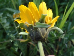 Balsamorhiza macrolepis