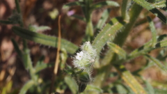Cryptantha muricata jonesii