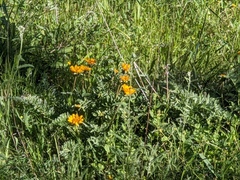 Balsamorhiza macrolepis