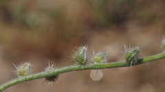 Cryptantha muricata jonesii