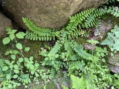Asplenium vespertinum