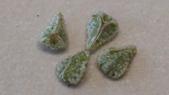 Cryptantha muricata jonesii