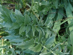 Balsamorhiza macrolepis