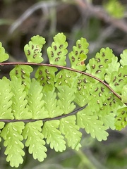 Asplenium vespertinum