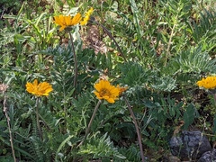 Balsamorhiza macrolepis
