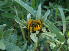Balsamorhiza macrolepis
