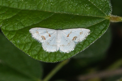 Scopula lautaria