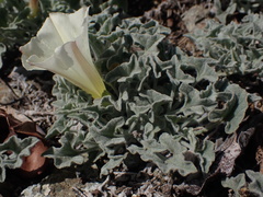 Calystegia collina oxyphylla