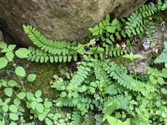 Asplenium vespertinum