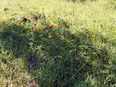 Balsamorhiza macrolepis